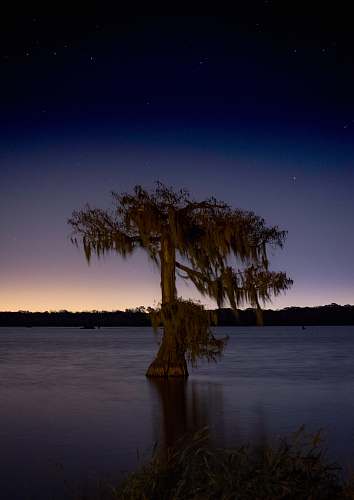 nature brown tree surrounded ocean water under night sky tree